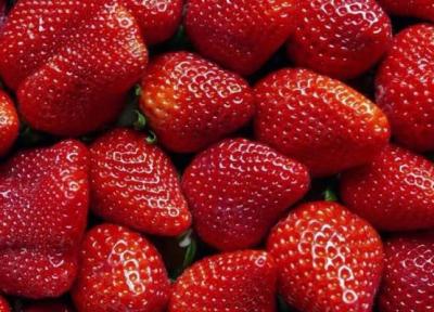 6 ترفند افزایش ماندگاری توت فرنگی 6 ترفند افزایش ماندگاری توت فرنگی